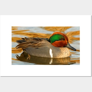 Green-Winged Teal Duck on Golden Pond Posters and Art